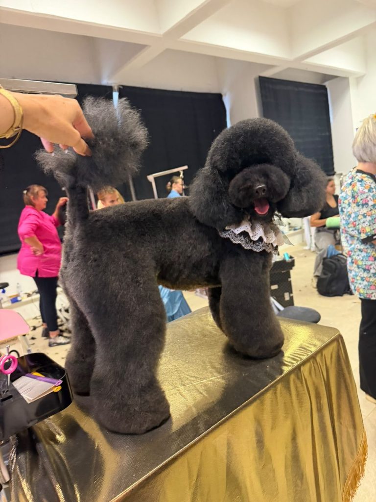 Salon Lily – uređivanje i njega kućnih ljubimaca, Velika Gorica